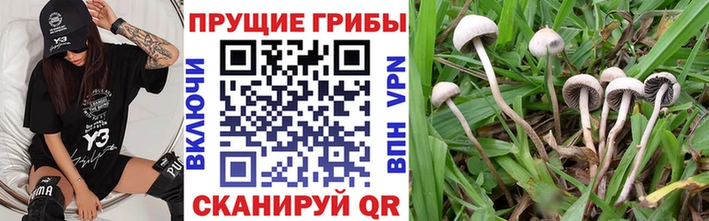 Псилоцибиновые грибы мухоморы  Новороссийск 